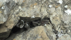 Lenophyllum acutifolium