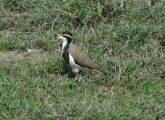 Vanellus tricolor