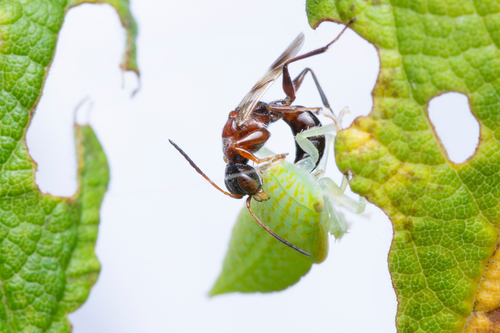 Deinodryinus observed 2024-07-18