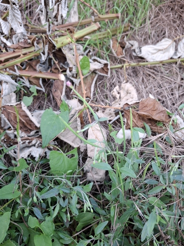 Spear leaved willow herb (Epilobium lanceolatum)