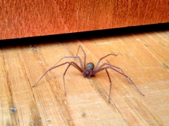 Loxosceles rufescens