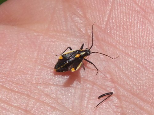 Capsodes vittiventris
