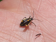 Capsodes vittiventris