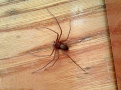 Loxosceles rufescens