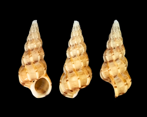 Common Wentletrap