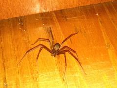 Loxosceles rufescens