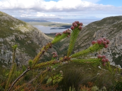 Berzelia rubra