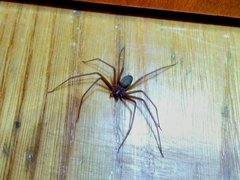 Loxosceles rufescens