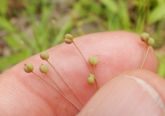 Spermolepis inermis