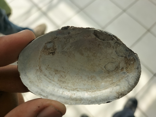 Anodonta impura
