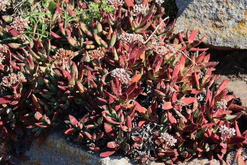 Purgosea linguifolia (Haw.) Sweet