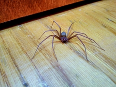 Loxosceles rufescens