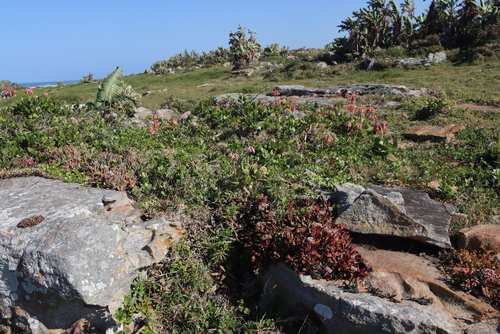 Crassula perfoliata
