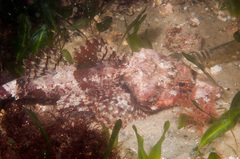 Thysanophrys cirronasus