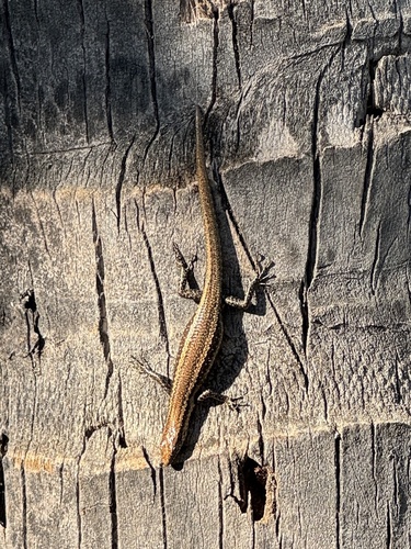 Cryptoblepharus poecilopleurus observed 2024-07-18