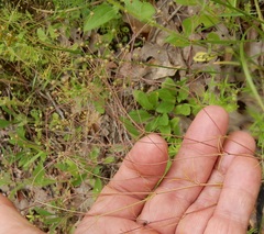 Spermolepis inermis