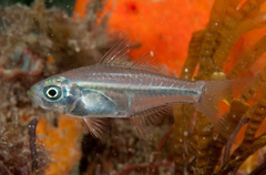 Ambassis jacksoniensis