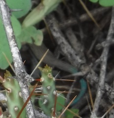 Pholidoscelis lineolatus