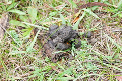 Cheilymenia raripila