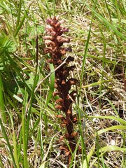 Orobanche hederae