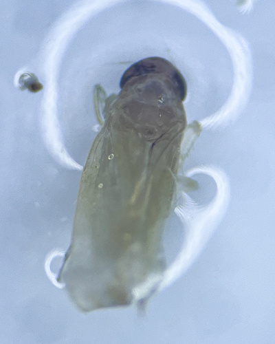 Edwardsiana diversa