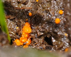 Cheilymenia raripila