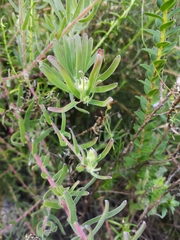 Leucospermum gracile