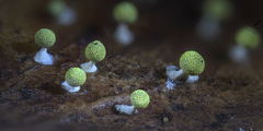 Physarum melleum