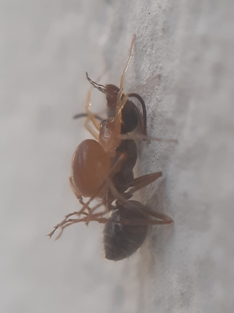 Zodarion rouge