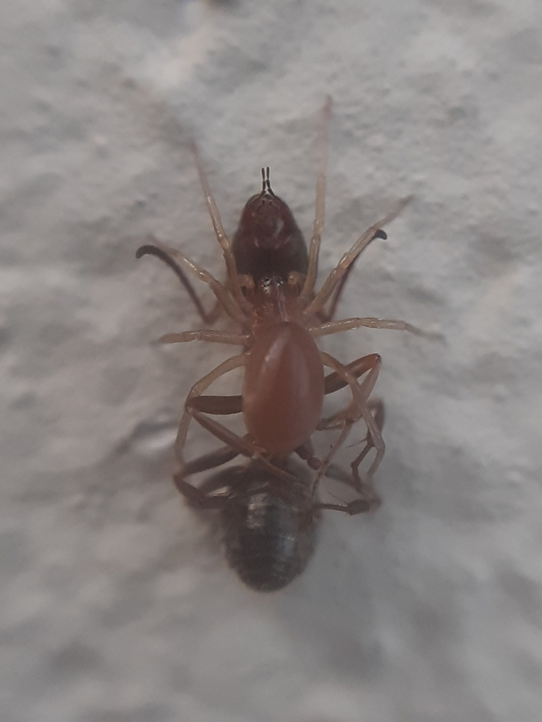 Zodarion rouge