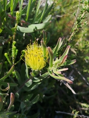 Leucospermum gracile