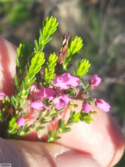 Erica pulchella