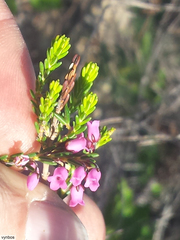 Erica pulchella