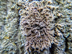 Physconia leucoleiptes