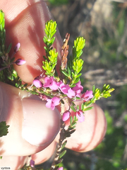 Erica pulchella