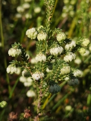 Erica cumuliflora