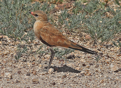 Glareola isabella