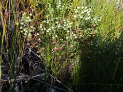 Erica cumuliflora