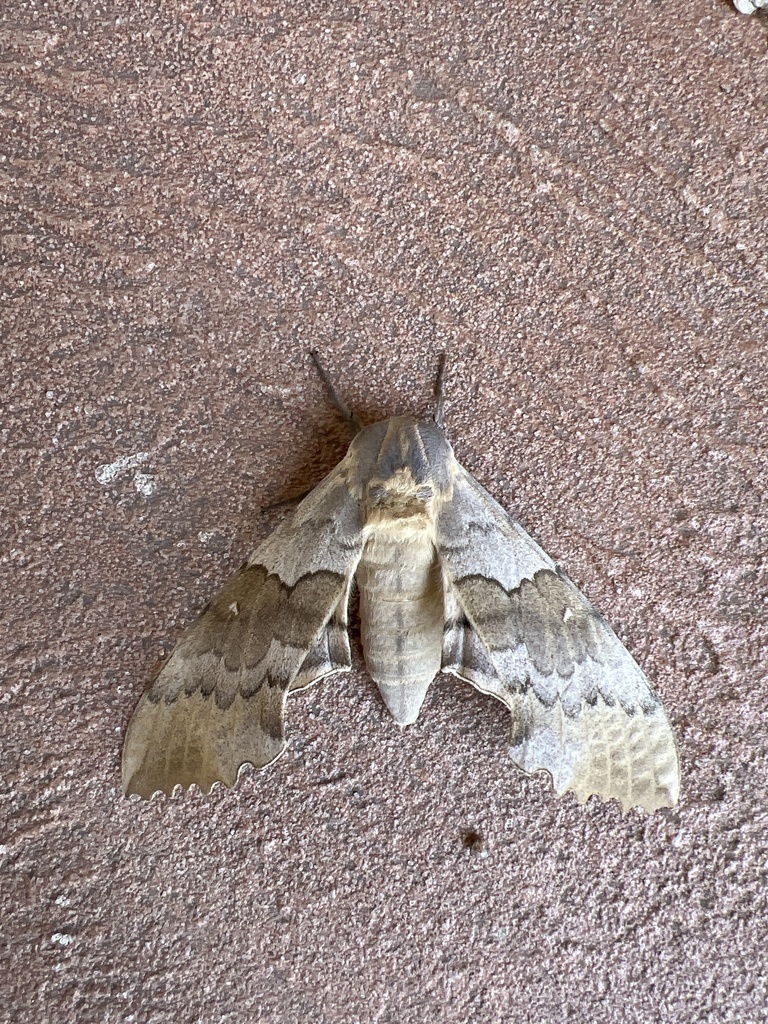 Western Poplar Sphinx from S St Francis Dr, Santa Fe, NM, US on July 18 ...