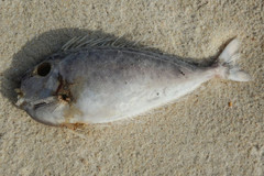 Actinopterygii