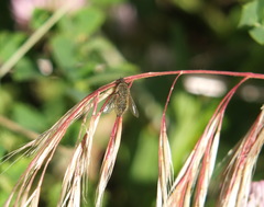 Conophorus virescens