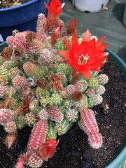Trichocereeae
