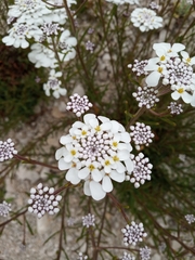 Iberis