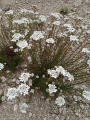 Iberis