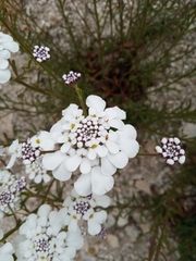 Iberis