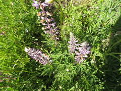 Lupinus oreganus