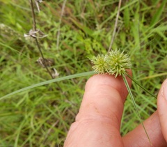 Cyperus lupulinus