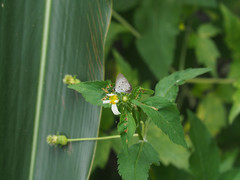 Megisba malaya sikkima