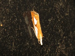 Catoptria pinella