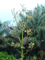 Pseudobombax munguba